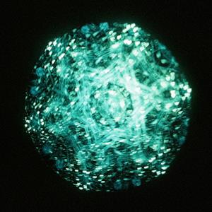 リーガルリリーのほしのなみだをリクエストしよう！