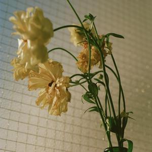 離婚伝説のしばらくをリクエストしよう！