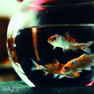 KroiのHAZEをリクエストしよう！