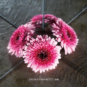 山本彩の共鳴をリクエストしよう！