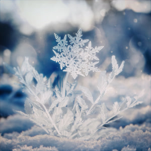 Aile The Shotaのハナユキをリクエストしよう！