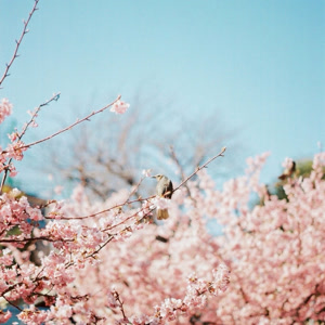 砂場の花霞をリクエストしよう！